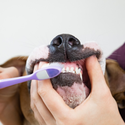 Pet Dental Care<br />
