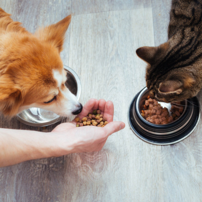 Pet Nutritional Counseling<br />
