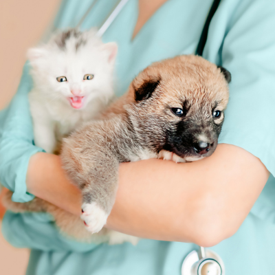 Puppy and Kitten Care<br />
