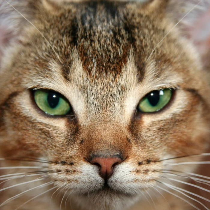 cat-eyes-green-fierce