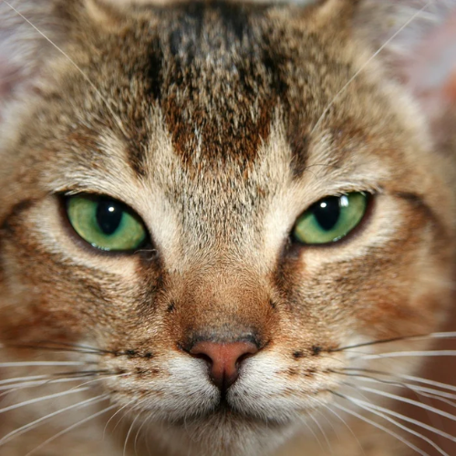 cat-eyes-green-fierce.