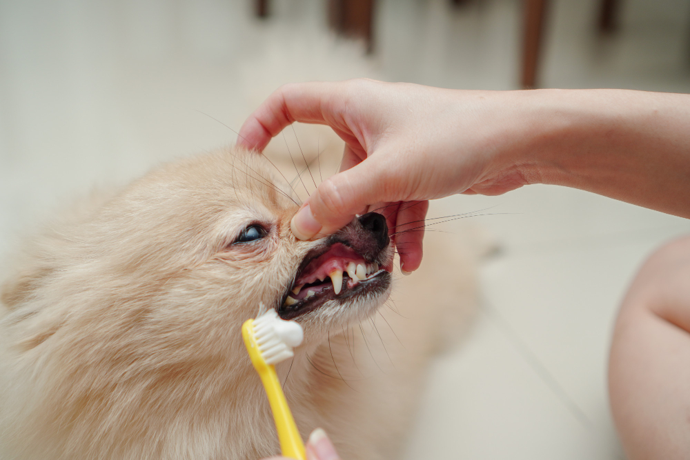  close up on pet, small dog breed for pomeranian, it lying down on the granite floor and owner brush pet teeth
