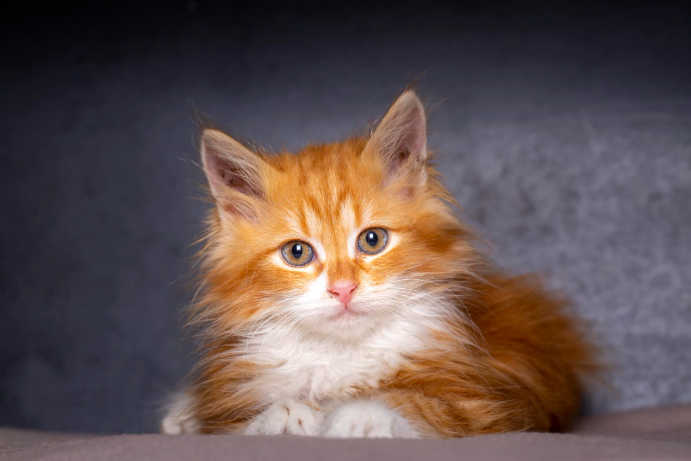 cute kitten in orange color, maine coon kitten.