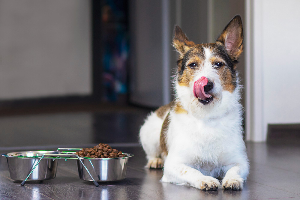 the dog sits near a bowl of food and licks its tongue, near a bowl of dry food at home.