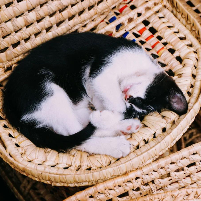 pet-basket-black-and-white-kitten