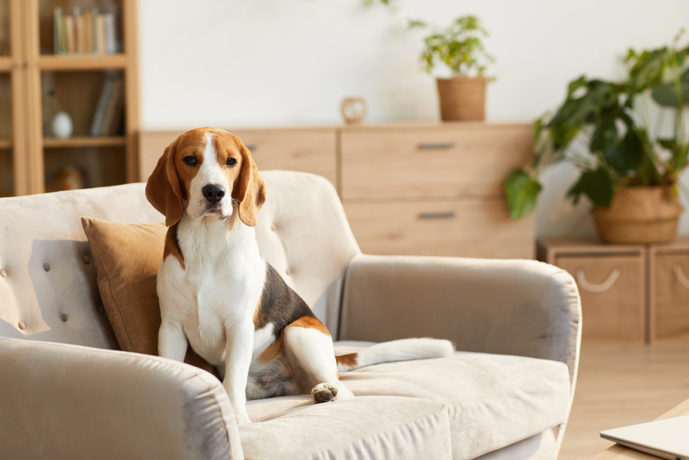 Portrait of cute beagle dog sitting on couch in cozy home interior lit by sunlight<br />
