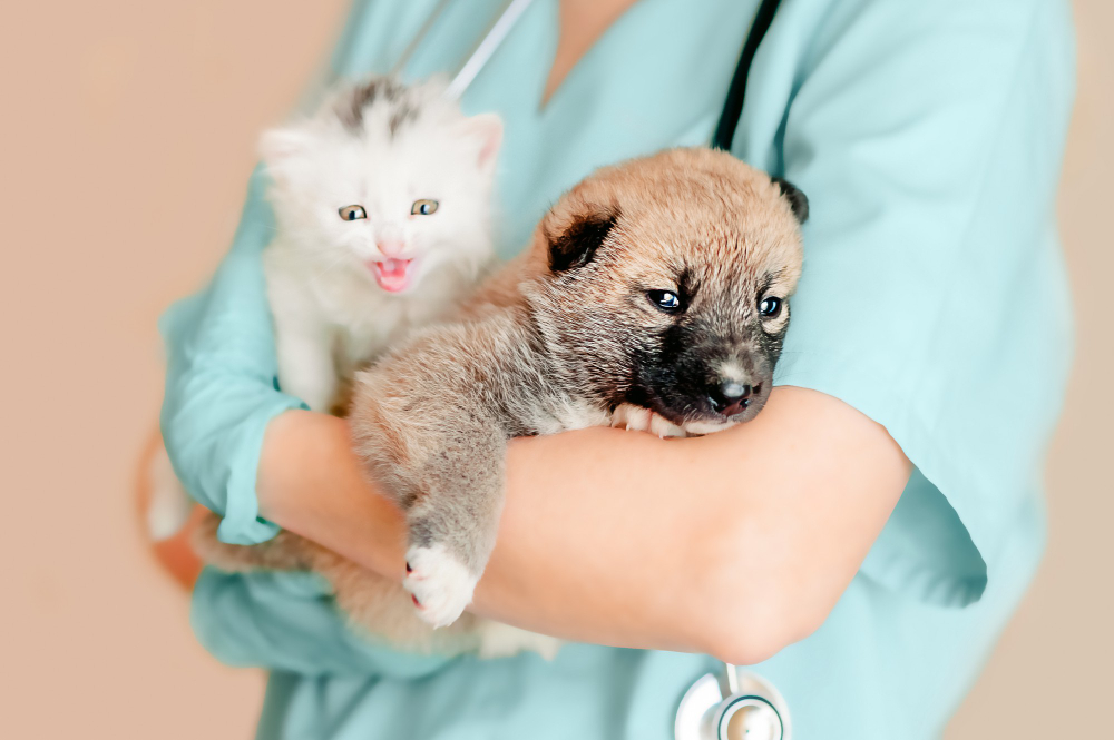 veterinarian holds a white kitten and a mongrel puppy in his arms while preparing for the examination
