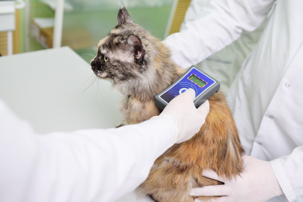 a veterinarian is scanning a cat for a micro chip