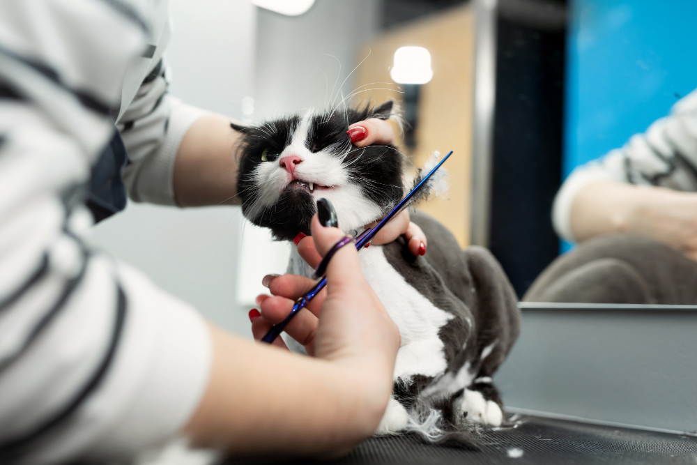 veterinarian-is-shearing-cat-with-scissors-pet-beauty-salon-female-barber-shaves-black-white-cat-grooming-animals