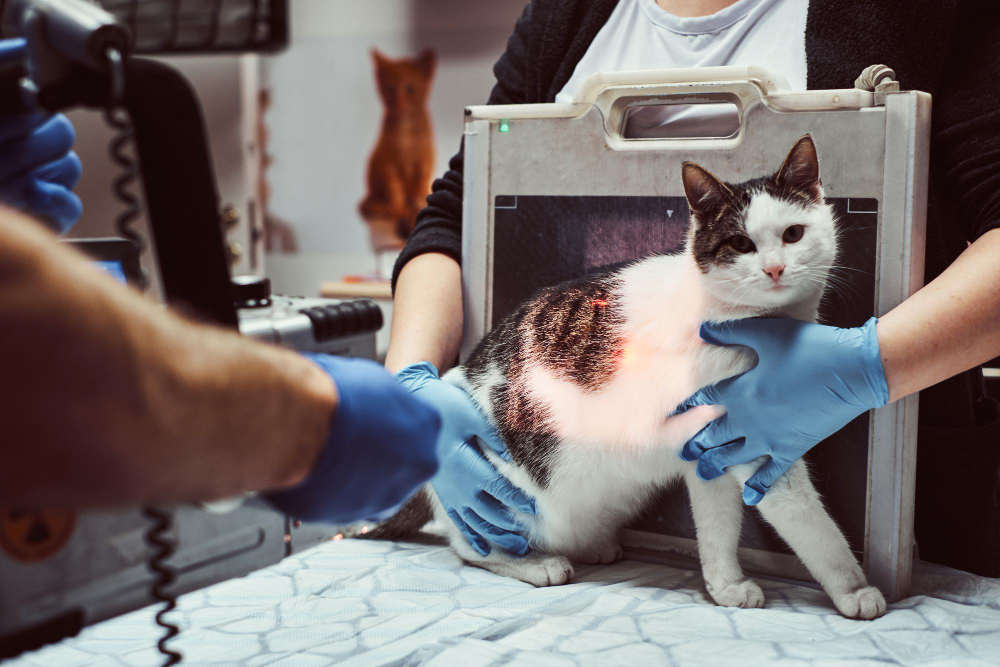 photo veterinarians make x-ray sick cat on a table in a veterinary clinic.